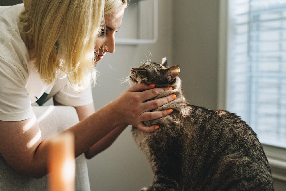 Veterinaria acariciando a un gato durante la consulta