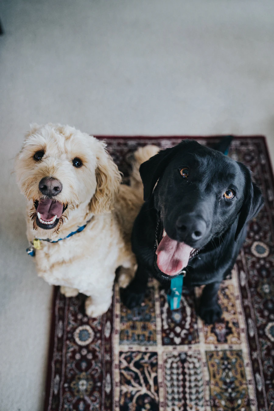 Dos perros felices mirando a la cámara