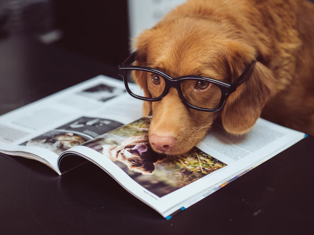 Perro con gafas leyendo una revista